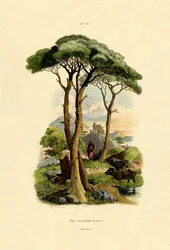 Pine Tree